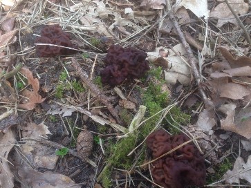 Fr�hjahrslorchel von Timo_1