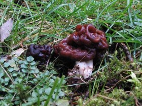 Stockmorchel - Frühjahrslorchel_1