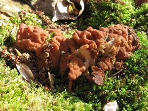 Maipilz Calocybe gambosa_1