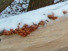 Winterpilz - Flammulina velutipes 