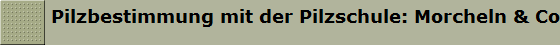 Pilzbestimmung mit der Pilzschule: Morcheln & Co