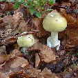 130 Amanita phalloides Grner Knollenbltterpilz_1