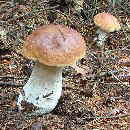 130 Boletus edulis_1