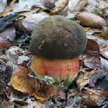 Boletus erythropus Schusterpilz - Flockenstieliger Hexenrhrling_1