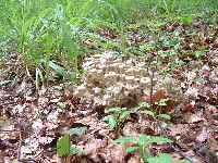 Eichhase Dendropolyporus umbellatus