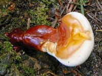 Ganoderma lucidum_1