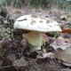 Gelber Knollenbltterpilz_1