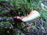 Glnzender Lackporling Ganoderma lucidum_1