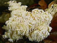 Hericium coralloides - stiger Stachelbart_1