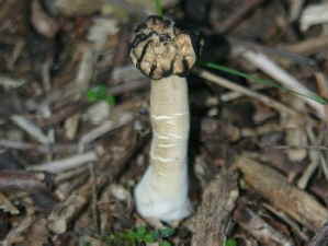 K�ppchenmorchel - Caroline_1