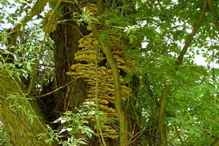 Laetiporus sulphureus-Schwefelporling