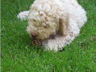 Lagotto_1