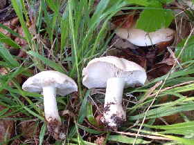 Maipilz Calocybe gambosa_1