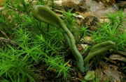 Microglossum viride - Grüne Erdzunge