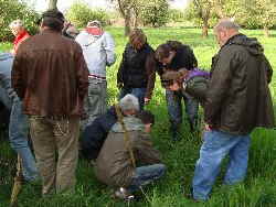 Morchel-Becherling_1