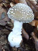 Pantherpilz - Amanita pantherina - noch jung_1