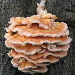 Schwefelporling Laetiporus sulphureus_102