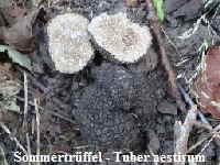 Sommer-Tr�ffel_1