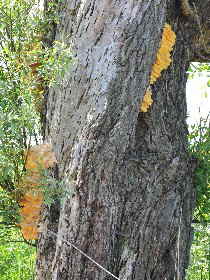 Sschwefelporling an Weide_1