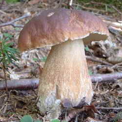 Steinpilz - Boletus edulis_1