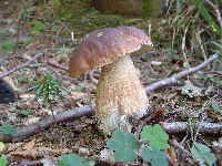 Steinpilze finden_1