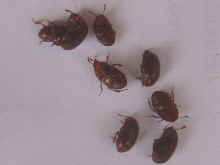 Trffelkfer - sehr hufig_1