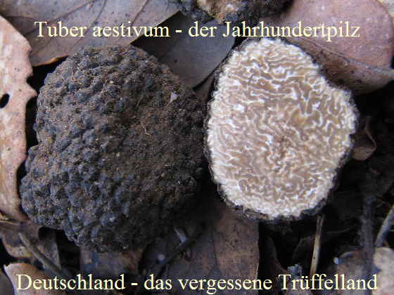 Tuber uncinatum_2