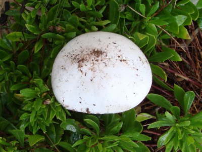 Faserbl�tterpilze: Amanita virosa 