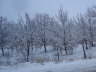 Trffelernte auch bei Schnee - Trffelplantage im Winter